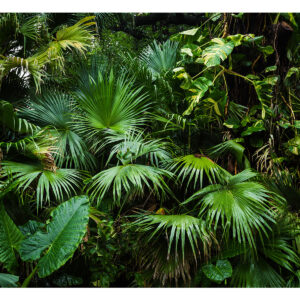 Alternative view of Fototapete - Sunny Jungle